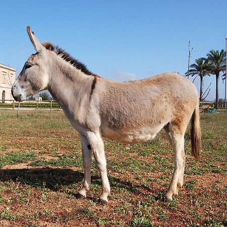Masseria Galatea Agriturismo Alessano Eksteriør billede