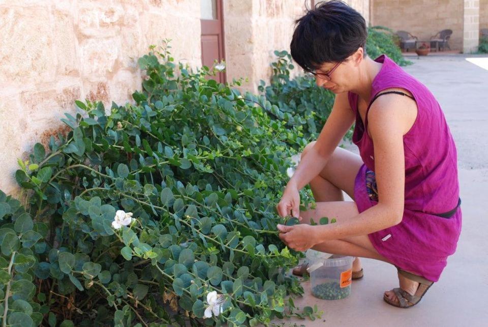 Masseria Galatea Agriturismo Alessano Eksteriør billede