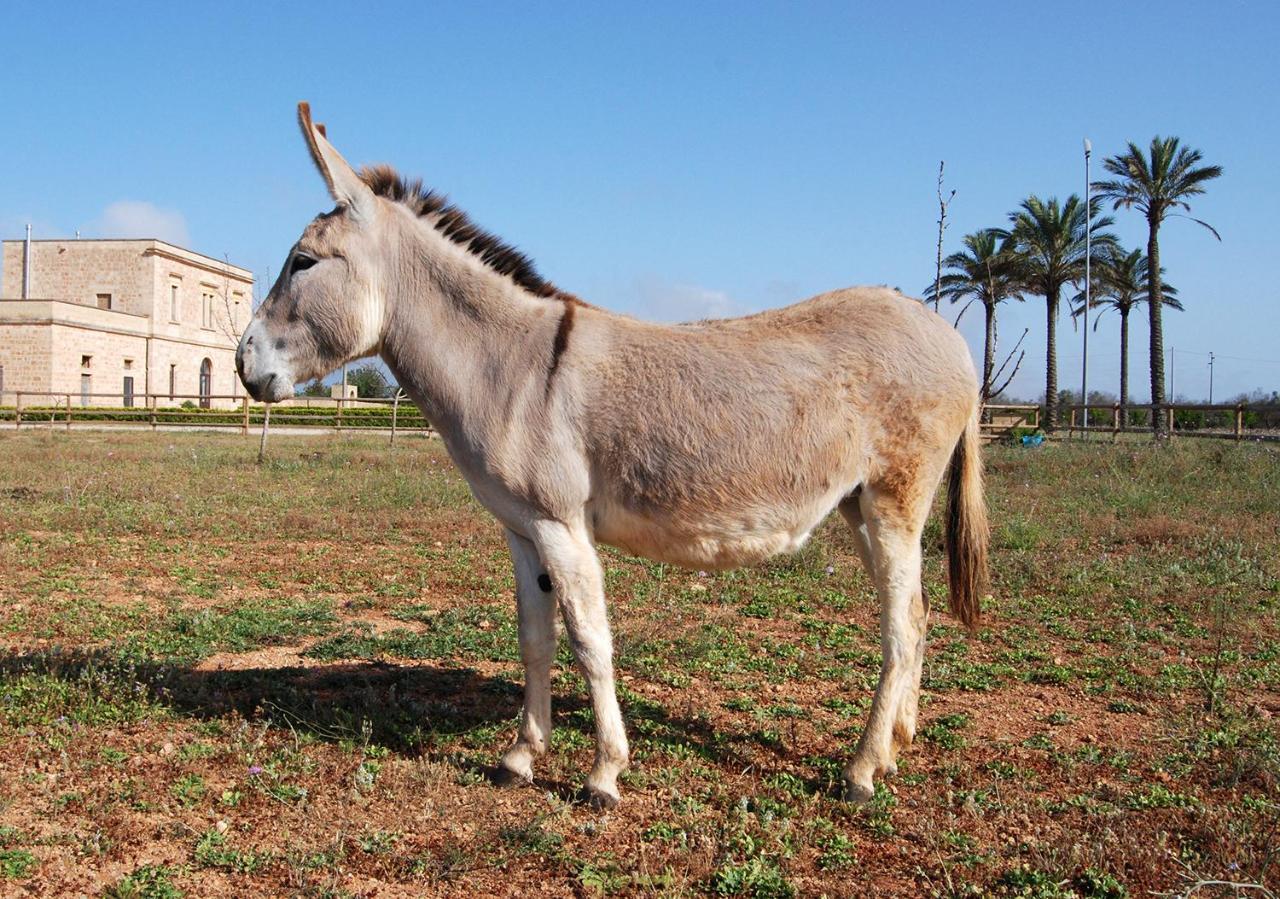 Masseria Galatea Agriturismo Alessano Eksteriør billede